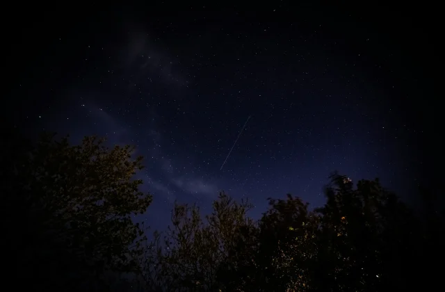 Noční obloha s průletem satelitu Starlink, viditelná mezi korunami stromů.