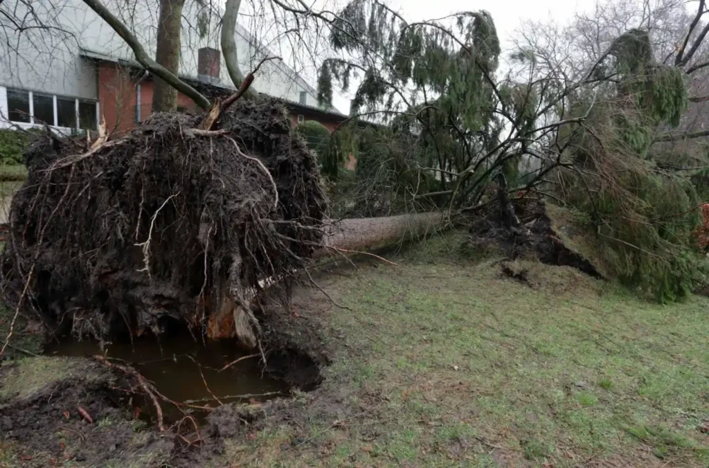 Vyvrácený strom s odkrytými kořeny na mokrém trávníku u budovy po extrémním větru